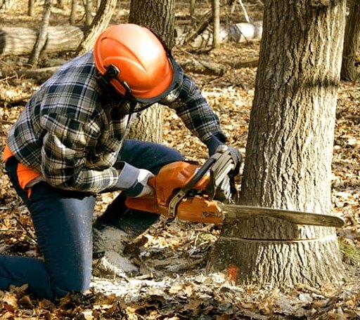 Tree Removal in Bridgewater Corners, VT